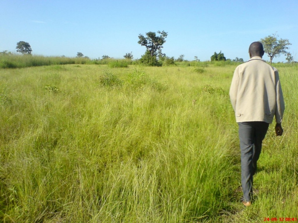 Article : Fonio : la céréale pour l’Afrique de demain