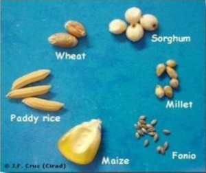Le fonio parmi quelques autres céréales (JF Cruz, 2004)