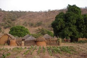 Article : Le fonio au Bénin : une spécialité de l’Atacora.